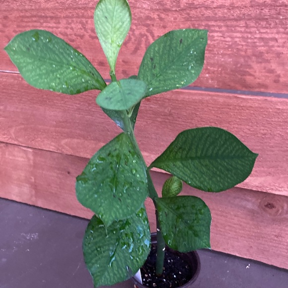 Healthy Synadenium Granting Lechero Africano Planta De La Vida 15 in tall - Picture 4 of 5